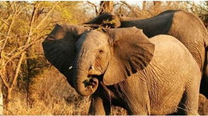 非洲动物大迁徙：一场生命的壮美之旅