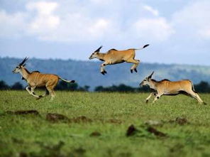 非洲野生动物大迁徙所在的气候区主要是