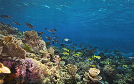 澳大利亚大堡礁海底世界