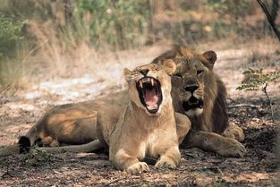 非洲十大动物保护区，探秘野生动物的家园！
