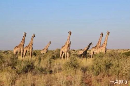 揭秘非洲野生动物园排名榜探访最惊险刺激的自然保护区！