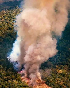 巴西亚马逊森林大火的时间