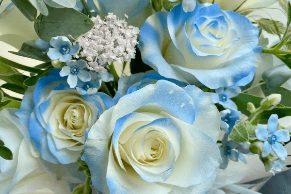 碎冰蓝玫瑰的花语
