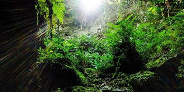 热带雨林探险常识