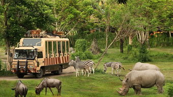 惊爆价！非洲野生动物园门票，让你体验最真实的自然之美！