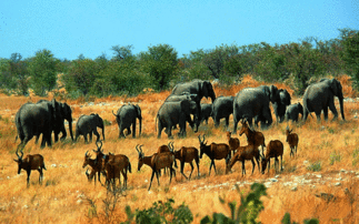 非洲野生动物种类及数量