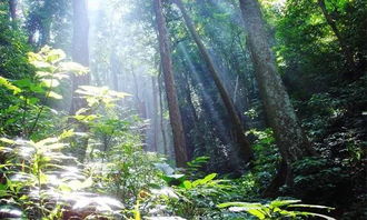 热带雨林探险之旅：揭开雨林的神秘面纱