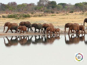 非洲野生动物保护组织